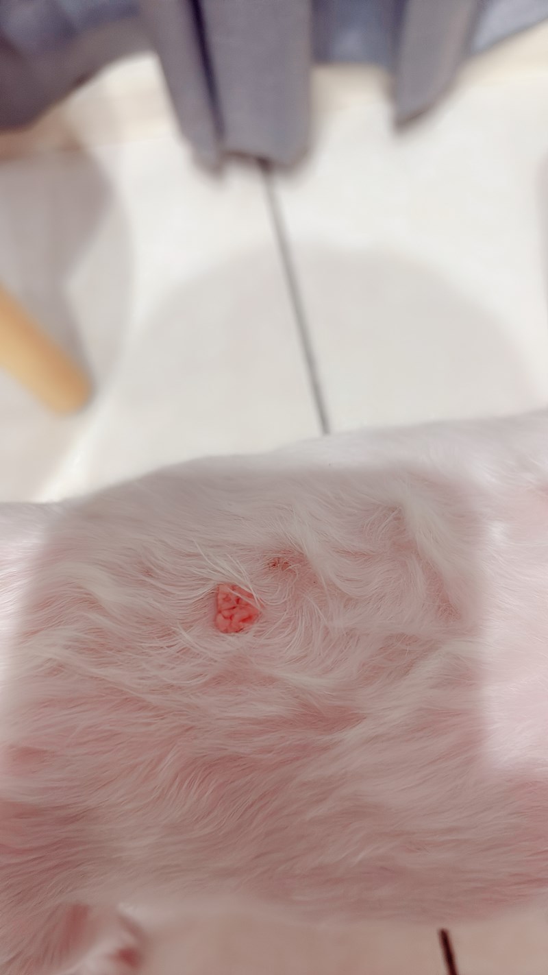 女人知己試用大隊,口碑行銷,部落客行銷,Goodmofamily歸毛家族 寵物肌膚救星組,歸毛家族 寵物肌膚救星,舒敏保濕洗毛乳,護膚噴液,精萃營養霜,博士30年生技專業,給足皮膚營養保護力,無抗生素 無類固醇,神經醯胺,19種綜合胺基酸,榮獲SNQ國家認證,上萬毛爸媽見證,3週幫助皮膚健康,NO.1寵物肌膚口碑霸主,寵物第一護膚領導品牌